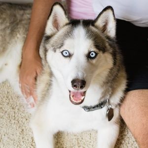 Meet your Posher, Alli